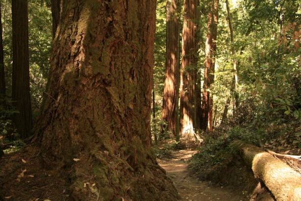 California Giant Redwood