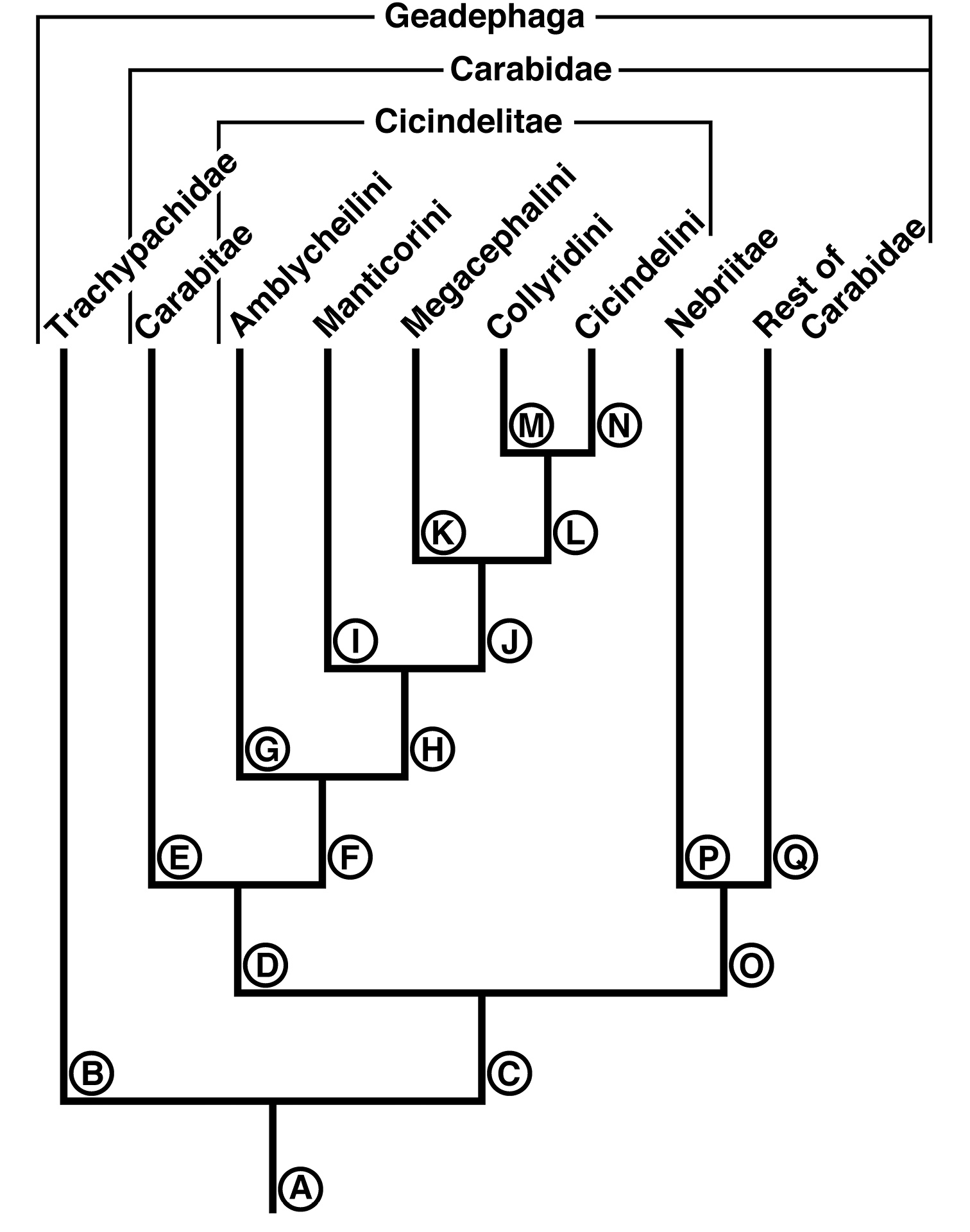 Phylogentic Tree 