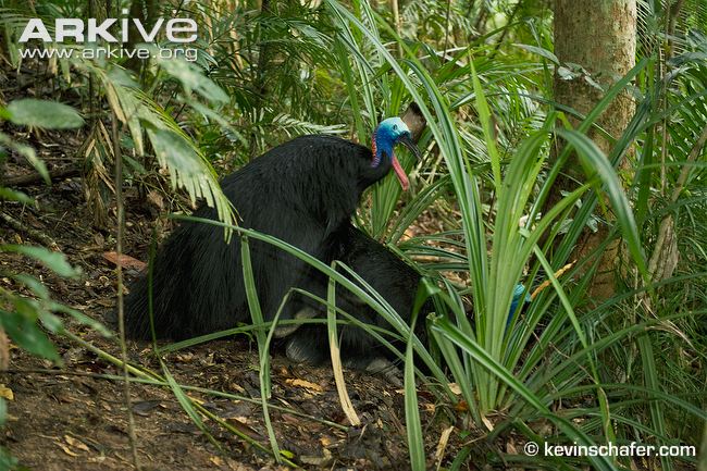 Southern Cassowary Reproduction