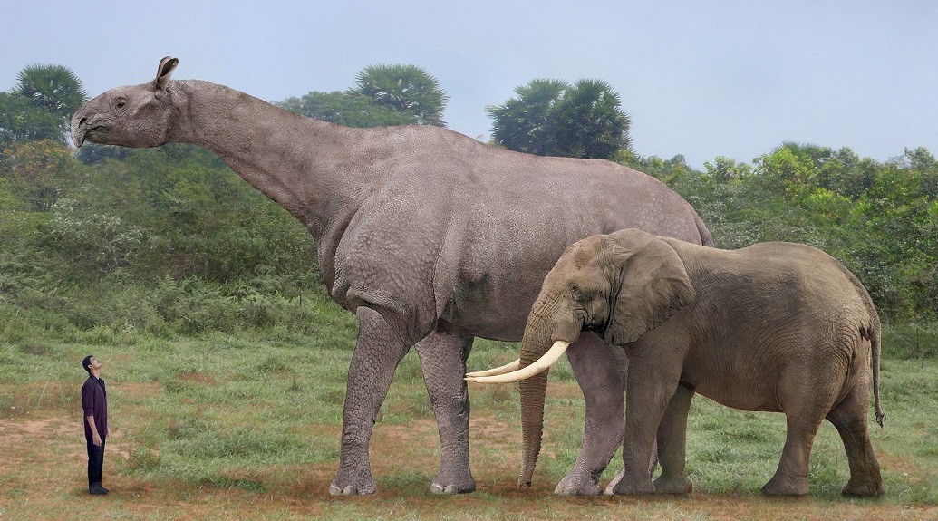 Paraceratherium_elephant