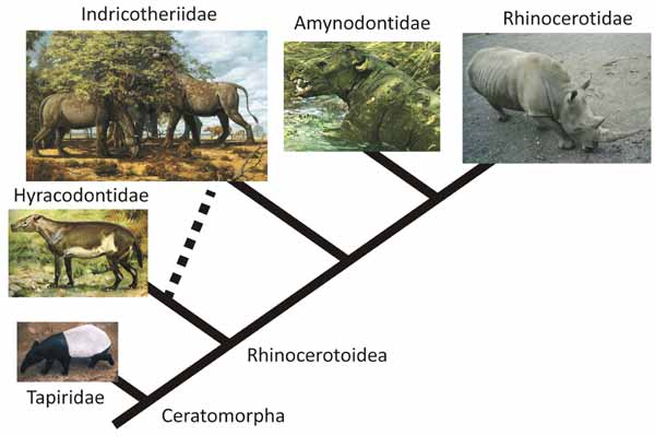 phylogenetics