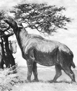 http://commons.wikimedia.org/wiki/File:Paraceratherium_C_Knight.jpg