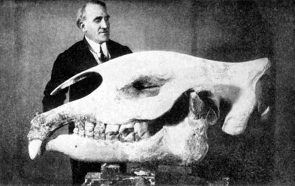 Skull of Paraceratherium