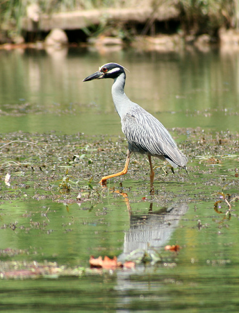Photo of a yellow-crowned night heron wading in water.  Photo credit to Douglas Mills of Flickr.