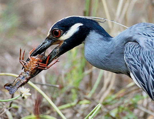 Photo of a yellow-crowned night heron eating a crab.  Photo credit to Flickr user ImageHunter1.