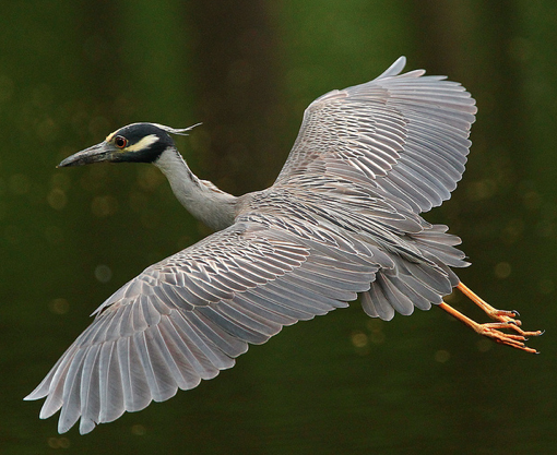 Photo of a yellow-crowned night heron in flight.  Photo credit to Flicker user KhurramK.