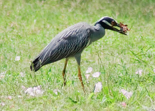 Photo of a yellow-crowned night heron eating a crab.  Photo credit to Flickr user GTPIX.