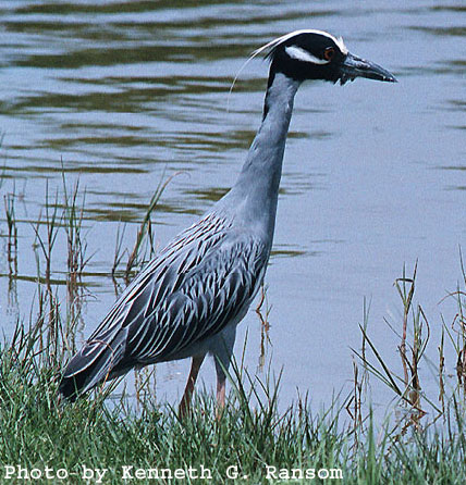 Photo of a yellow-crowned night heron wading on the shore.  Photo credit to Kenneth G. Ransom.