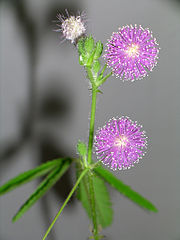 Mimosa flower (Creative Commons License)