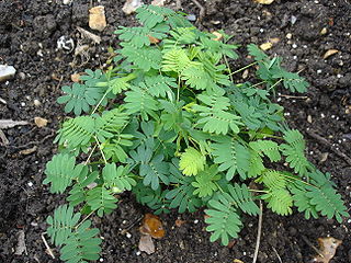 Mimosa pudica open (Creative Commons License)