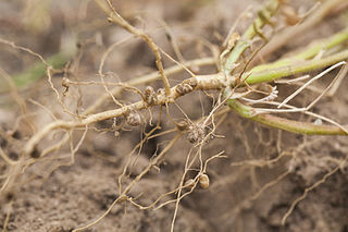 Root nodules in legumes (Creative Commons License)