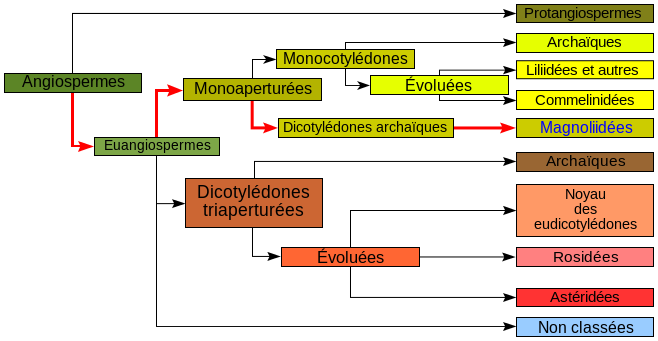 French phylogeny for angiosperms (Creative Commons License)