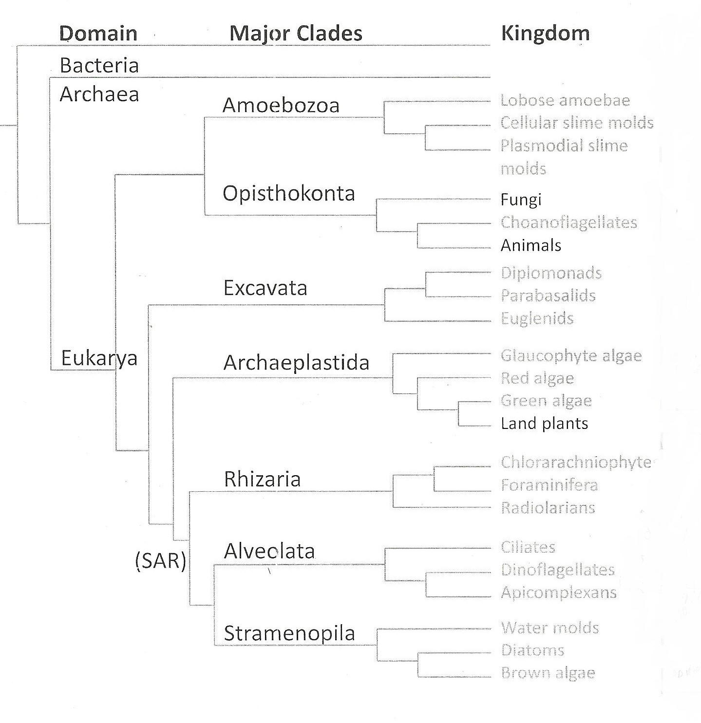 Phylogenetic tree courtesy of BIO 203 lecture materials. Used with permission.