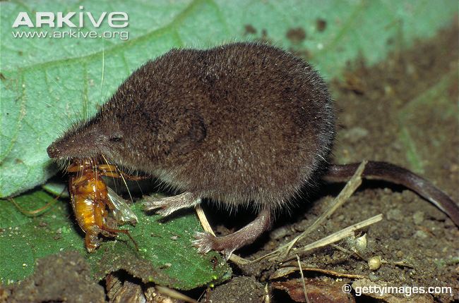 Lesser white tooth shrew eating an insect: gettyimages.com. Used with permission.