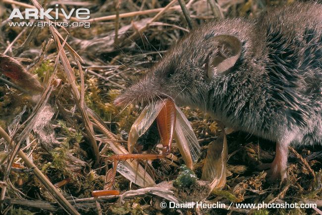 White tooth shrew building a nest: Daniel Heuclin. Used with permission.