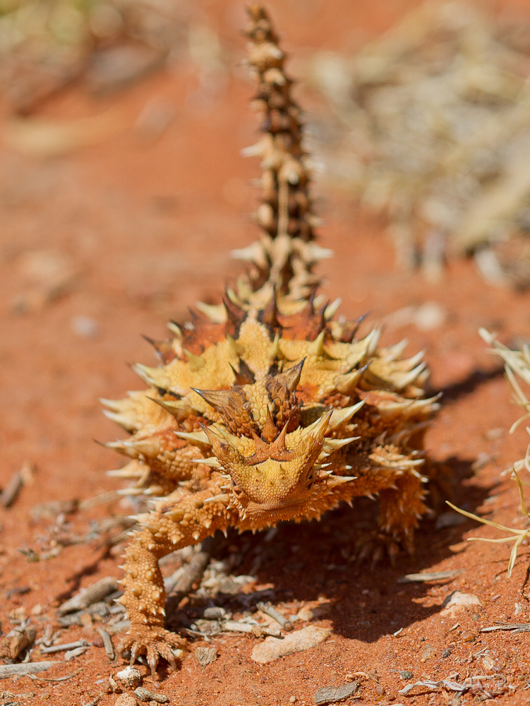 Picture of the Thorny Devil looking for ants. Used with permission of Nolan Caldwell.