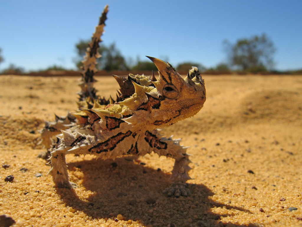 A picture of the Thorny Devil going for a walk. Used with permissin of Roger Laird.