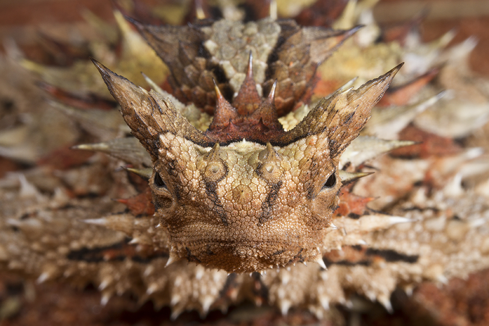 A close look at the Thorny Devil's scales. Used with permission of Stephen Zozaya.
