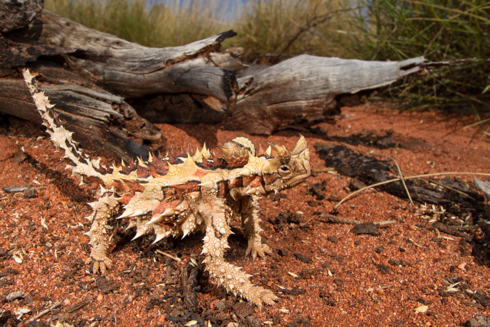 Picture of the Thorny Devil in its habitat. Used with permission of Stephen Zozaya.
