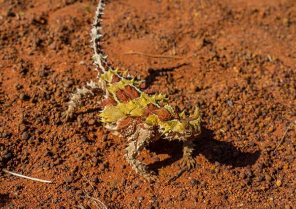 Picture of Thorny Devil as yellow and orange. Used with permission of Teddy Fotiou.