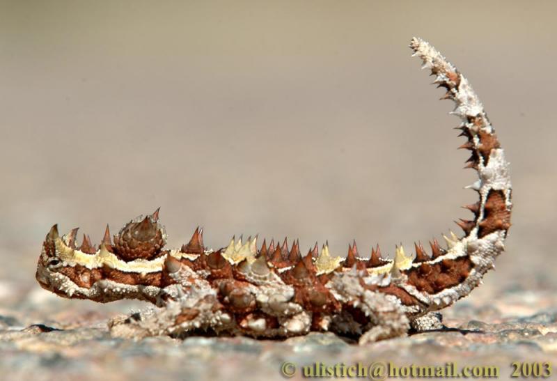 A Thorny Devil changing its body temperature. Used with permission of Uli Stich.