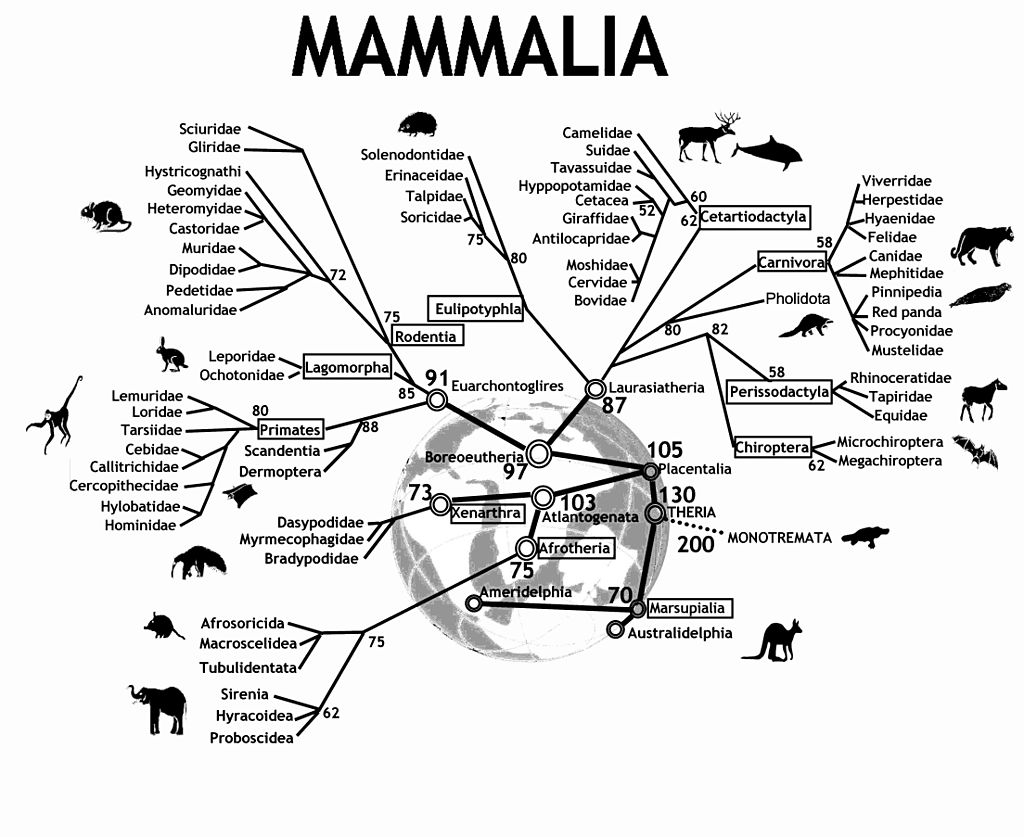 Taken from http://commons.wikimedia.org/wiki/File%3AAn_evolutionary_tree_of_mammals.jpeg. Phylogenetic tree of the Mammalia class.