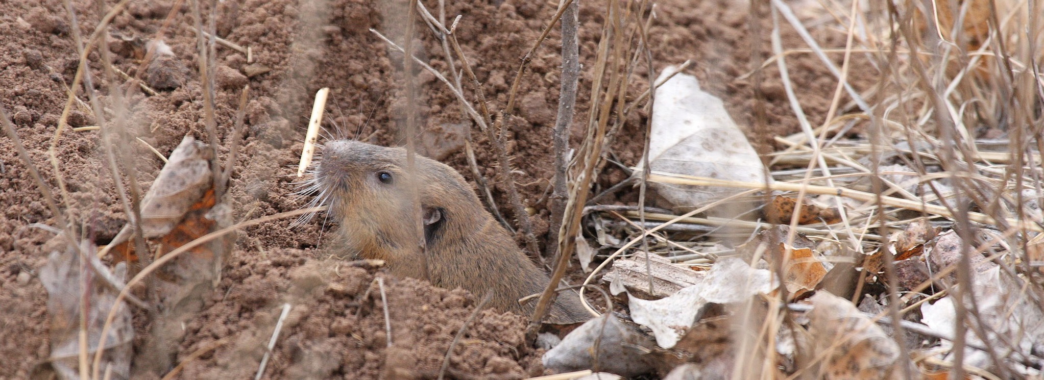 Taken from http://commons.wikimedia.org/wiki/File%3ABotta's_pocket_gopher.jpg. Photo of a pocket gopher leaving its burrow.