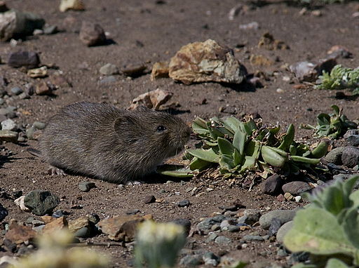 Taken from http://commons.wikimedia.org/wiki/File%3ACalifornia_Vole_(Microtus_californicus).jpg. Photo of a California Meadow Vole in a sandy field eating a plant.