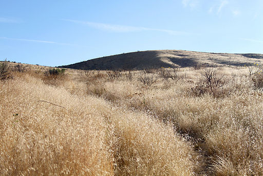 Taken from http://commons.wikimedia.org/wiki/File%3AInvasive_cheatgrass_(8597688067).jpg. Photo of a field that has been taken over by Invasive Cheatgrass.