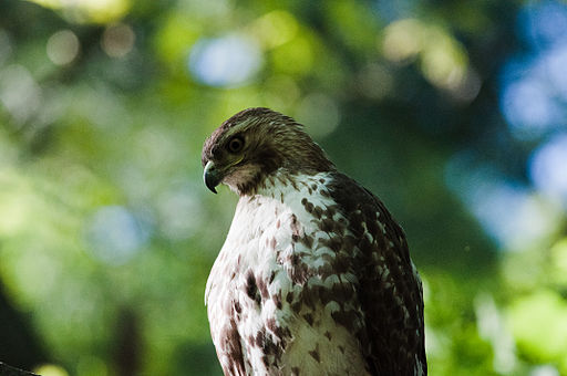 Taken from http://commons.wikimedia.org/wiki/File%3ARed-tailed_Hawk_(7235500484).jpg. Photo of a Red-Tailed Hawk sitting in the tree canopy.