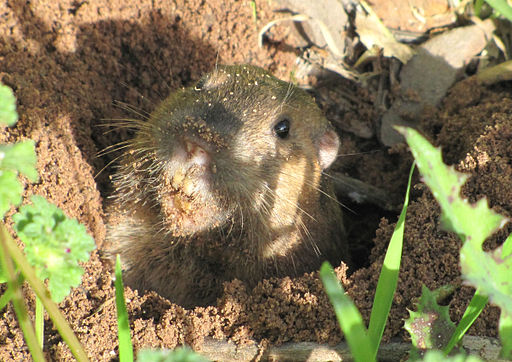 Taken from http://commons.wikimedia.org/wiki/File%3AThomomysBottae_9749.JPG. Photo of a pocket gopher emerging from its burrow with sand on its face.