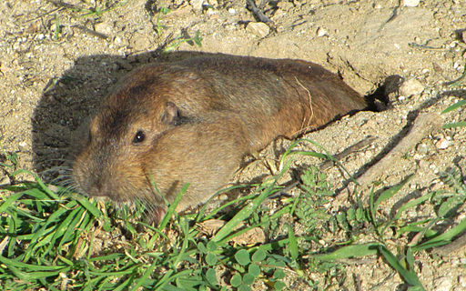 Taken from http://commons.wikimedia.org/wiki/File%3AThomomysBottae_9788.JPG. Photo of a pocket gopher with full cheek pouches.