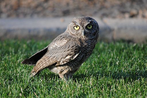 Taken from http://commons.wikimedia.org/wiki/File%3AWestern_Screech_Owl.jpg. Photo of a Western Screech Owl sitting in a field.