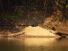 Giant river otters den.  Image provided via Wikipedia.