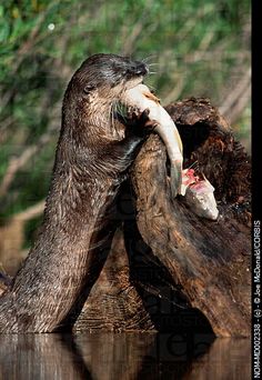 Giant river otter eating fish. Image provided via Pinterest.