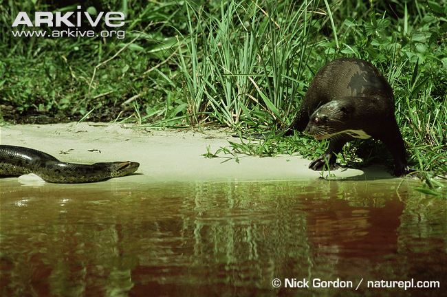 Giant otter intimidating a big anaconda. Image provided by Nick Gordon via Arkive.