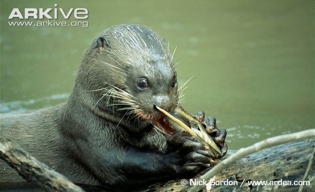 Giant otter eating a fish. Image provided by Nick Gordon via Arkive.