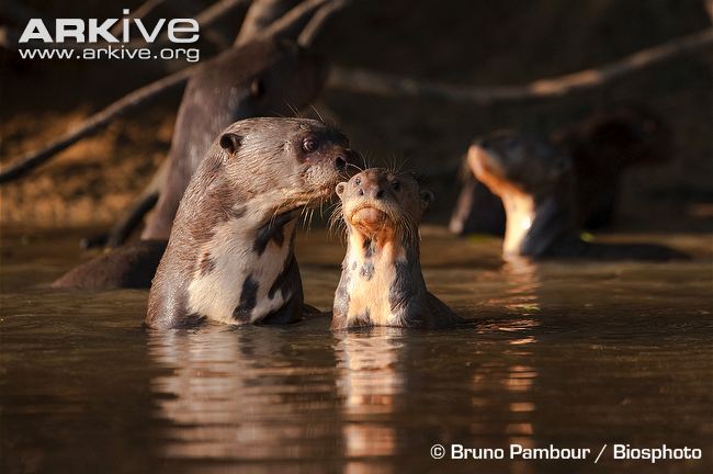 Family of giant river otters in the river. Image provided by Bruno Pambour via Arkive.