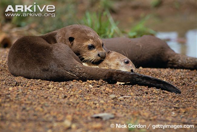 Two baby river otters lying on each other. Image provided by Nick Gordon via Arkive.