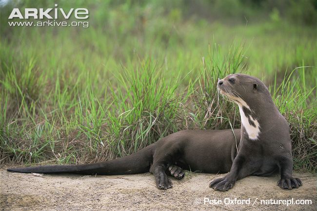 Giant river otter during the dry season. Image provided by Pete Oxford via Arkive.