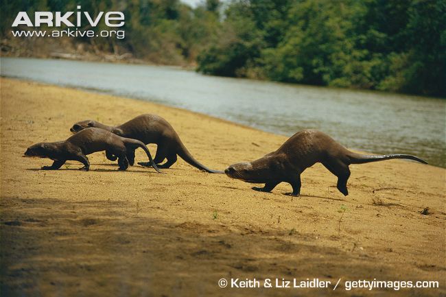 Family of giant otters running along the river. Image provided by Keith and Liz Laidler via Arkive.