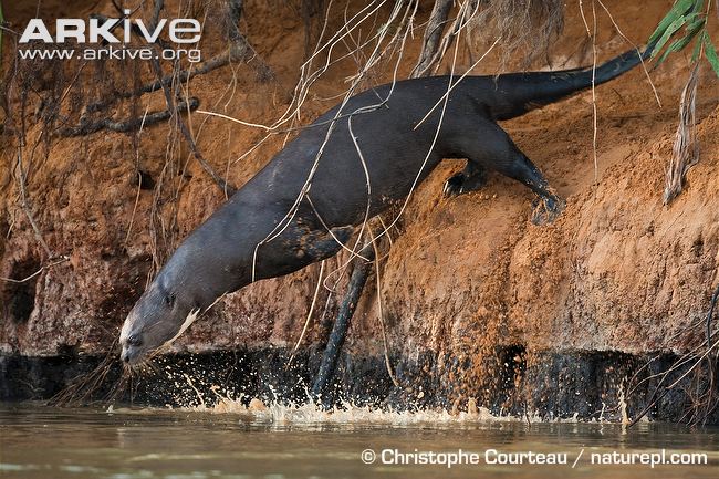 Swimming giant river otter. Image provided by Christophe Courteau via Arkive.