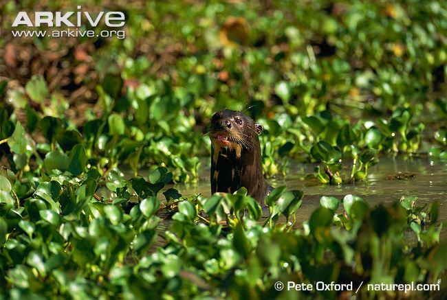 Giant river otter in the swamp. Image provided by Pete Oxford via Arkive.
