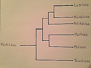 Phylogenetic tree of the Mustelidae family. Image by Alyssa Patten.