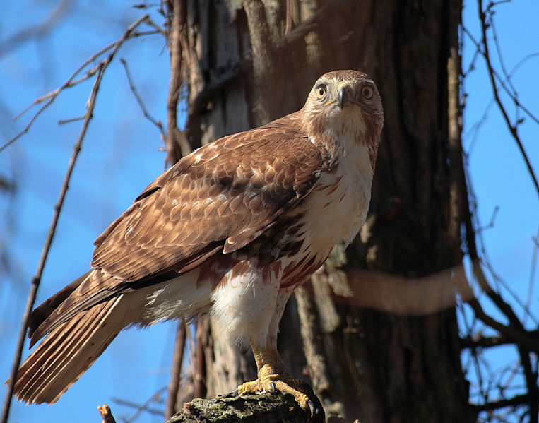Red-tailed Hawk perching on a tree branch Photo by Mark Bohn used with permison from wikicommons