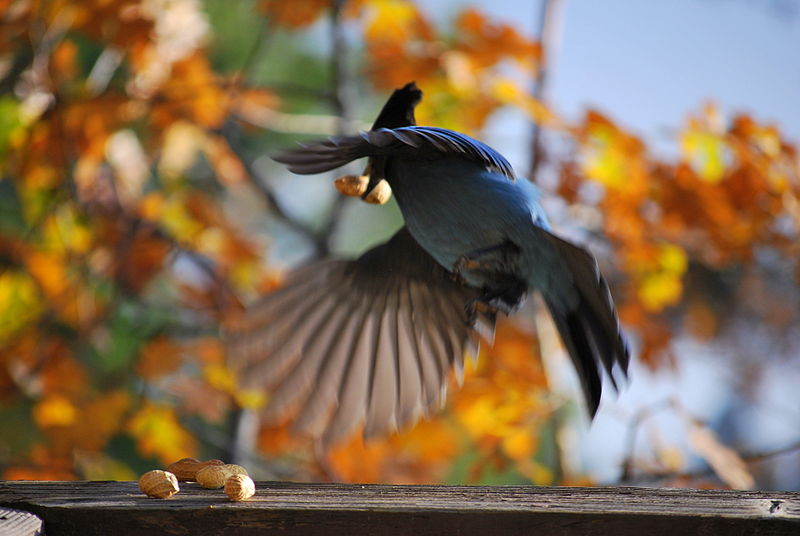 Steller's Jay flying away with a peanut Photo by Tracie Hall used with permission form wikicommons