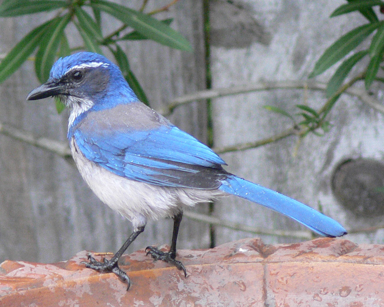 Scrub Jay after a bird bath Photo by Jessica Merz used with permision from wikicommons