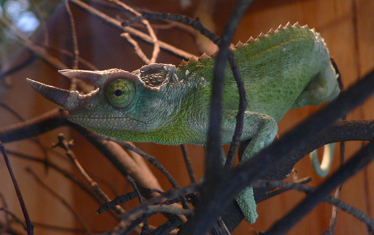 Jackson's Chameleon walking on a branch