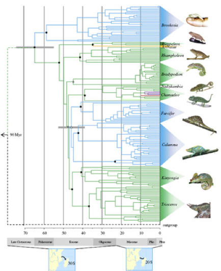 Phylogeny of Chamaeleonidae