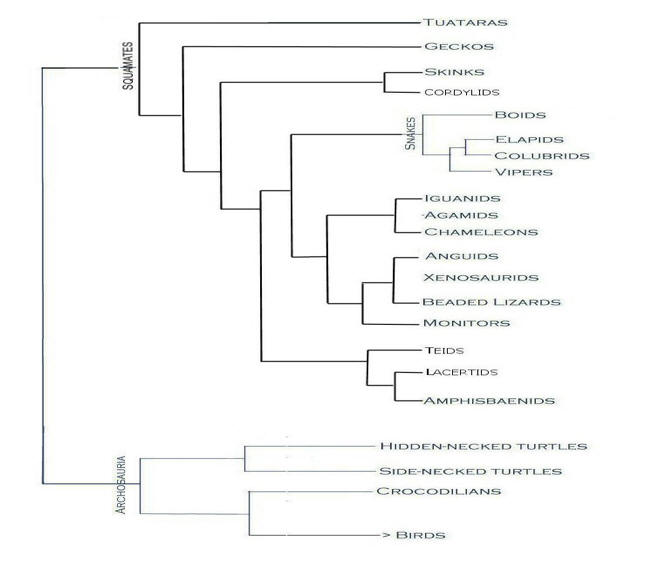 Class Reptilia Phylogenetic Tree